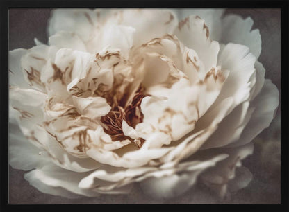 A soft-focus, close-up photograph of a large white peony with browning edges on its delicate, ruffled petals, set against a dark, moody background and presented in a silver frame. Print