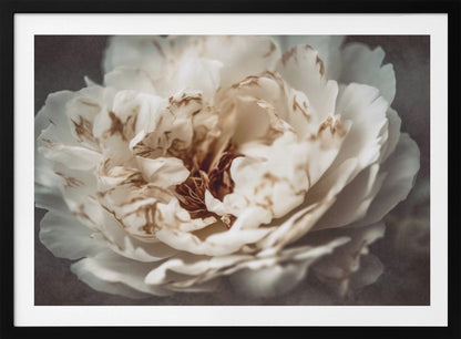 A soft-focus, close-up photograph of a large white peony with browning edges on its delicate, ruffled petals, set against a dark, moody background and presented in a silver frame. Print