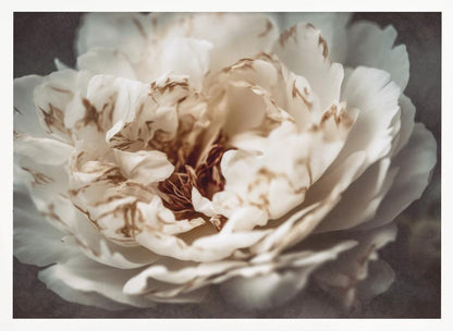 A soft-focus, close-up photograph of a large white peony with browning edges on its delicate, ruffled petals, set against a dark, moody background and presented in a silver frame. Print