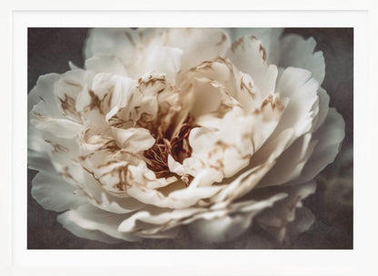 A soft-focus, close-up photograph of a large white peony with browning edges on its delicate, ruffled petals, set against a dark, moody background and presented in a silver frame. Print