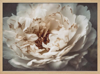 A soft-focus, close-up photograph of a large white peony with browning edges on its delicate, ruffled petals, set against a dark, moody background and presented in a silver frame. Print