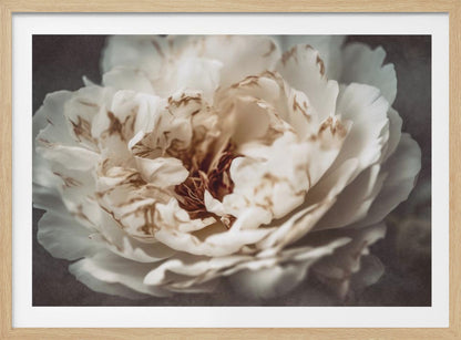 A soft-focus, close-up photograph of a large white peony with browning edges on its delicate, ruffled petals, set against a dark, moody background and presented in a silver frame. Print