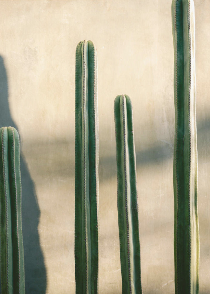 A close-up photograph of four tall, green columnar cacti standing in a row against a textured, light beige wall. Strong sunlight from the side creates bright highlights on the plants and casts a deep shadow to the left. Poster
