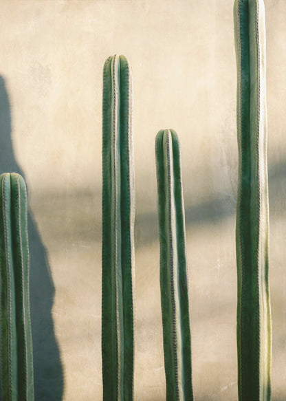 A close-up photograph of four tall, green columnar cacti standing in a row against a textured, light beige wall. Strong sunlight from the side creates bright highlights on the plants and casts a deep shadow to the left. Poster