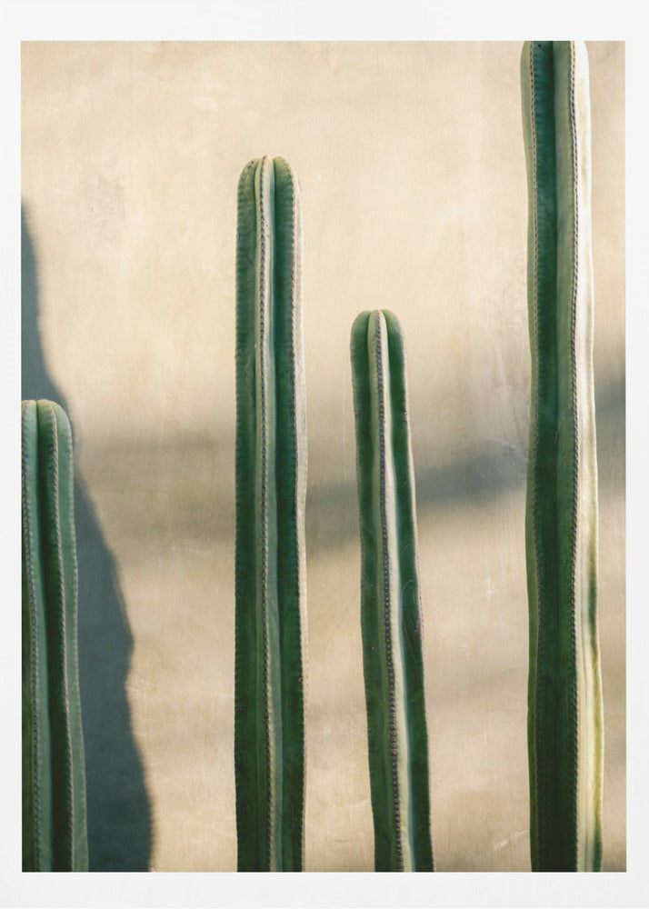A close-up photograph of four tall, green columnar cacti standing in a row against a textured, light beige wall. Strong sunlight from the side creates bright highlights on the plants and casts a deep shadow to the left. Poster