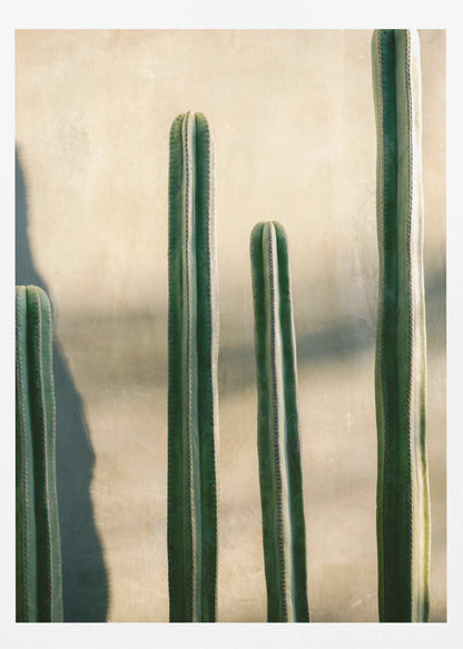 A close-up photograph of four tall, green columnar cacti standing in a row against a textured, light beige wall. Strong sunlight from the side creates bright highlights on the plants and casts a deep shadow to the left. Poster