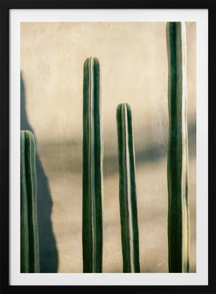 A close-up photograph of four tall, green columnar cacti standing in a row against a textured, light beige wall. Strong sunlight from the side creates bright highlights on the plants and casts a deep shadow to the left. Poster