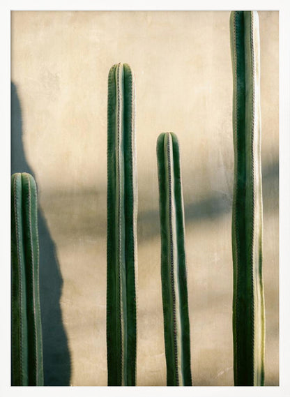 A close-up photograph of four tall, green columnar cacti standing in a row against a textured, light beige wall. Strong sunlight from the side creates bright highlights on the plants and casts a deep shadow to the left. Poster