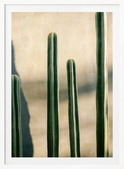 A close-up photograph of four tall, green columnar cacti standing in a row against a textured, light beige wall. Strong sunlight from the side creates bright highlights on the plants and casts a deep shadow to the left. Poster