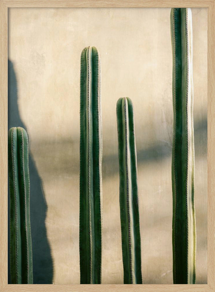 A close-up photograph of four tall, green columnar cacti standing in a row against a textured, light beige wall. Strong sunlight from the side creates bright highlights on the plants and casts a deep shadow to the left. Poster