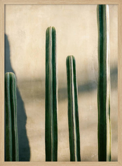 A close-up photograph of four tall, green columnar cacti standing in a row against a textured, light beige wall. Strong sunlight from the side creates bright highlights on the plants and casts a deep shadow to the left. Poster