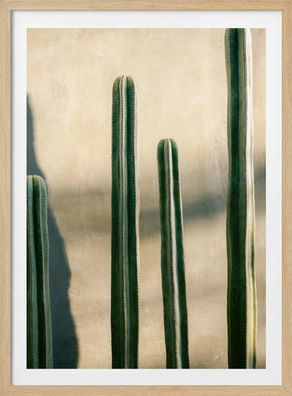 A close-up photograph of four tall, green columnar cacti standing in a row against a textured, light beige wall. Strong sunlight from the side creates bright highlights on the plants and casts a deep shadow to the left. Poster