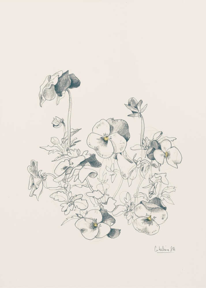 A vertical, framed pencil sketch of a cluster of pansy flowers on a cream-colored background. The artwork features detailed linework and shading, capturing the delicate petals and leaves of the flowers. The entire piece is housed in a simple, thin black frame. Artwork