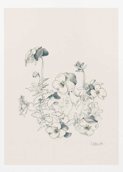 A vertical, framed pencil sketch of a cluster of pansy flowers on a cream-colored background. The artwork features detailed linework and shading, capturing the delicate petals and leaves of the flowers. The entire piece is housed in a simple, thin black frame. Artwork