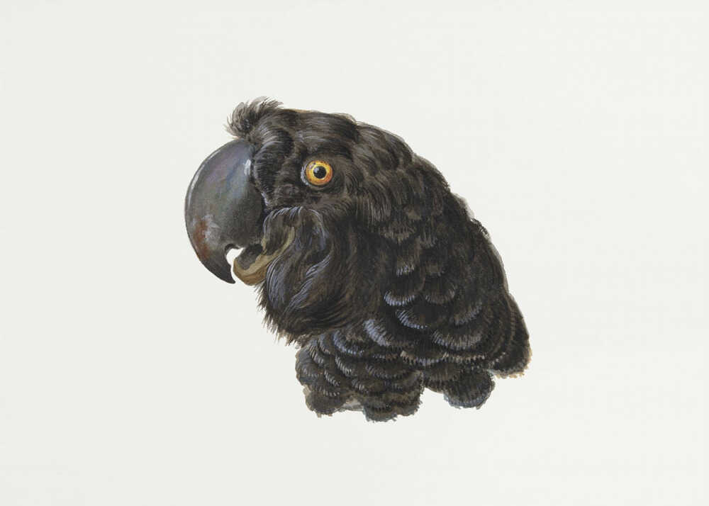 A framed vintage illustration of a black cockatoo's head in profile against a solid white background. The bird has detailed black feathers, a large dark beak, and a striking yellow-orange eye. The artwork is encased in a simple silver frame. Wall Art