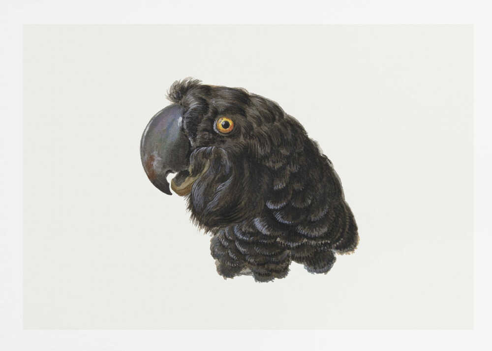 A framed vintage illustration of a black cockatoo's head in profile against a solid white background. The bird has detailed black feathers, a large dark beak, and a striking yellow-orange eye. The artwork is encased in a simple silver frame. Wall Art