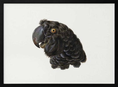 A framed vintage illustration of a black cockatoo's head in profile against a solid white background. The bird has detailed black feathers, a large dark beak, and a striking yellow-orange eye. The artwork is encased in a simple silver frame. Wall Art