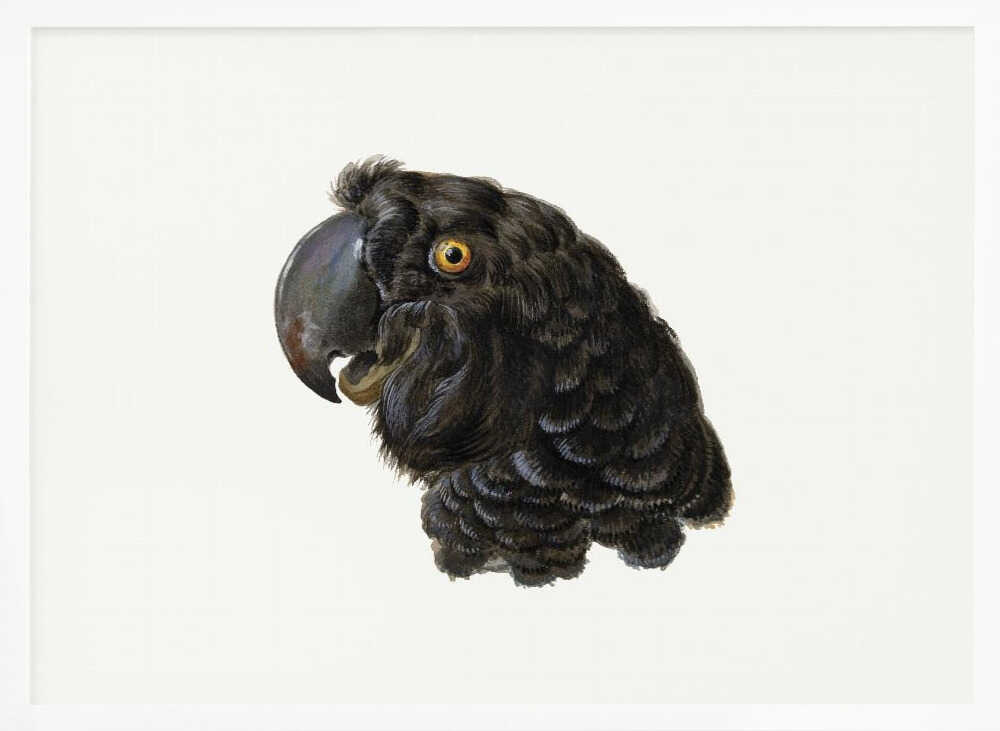 A framed vintage illustration of a black cockatoo's head in profile against a solid white background. The bird has detailed black feathers, a large dark beak, and a striking yellow-orange eye. The artwork is encased in a simple silver frame. Wall Art