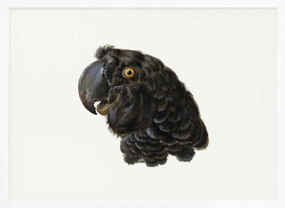 A framed vintage illustration of a black cockatoo's head in profile against a solid white background. The bird has detailed black feathers, a large dark beak, and a striking yellow-orange eye. The artwork is encased in a simple silver frame. Wall Art