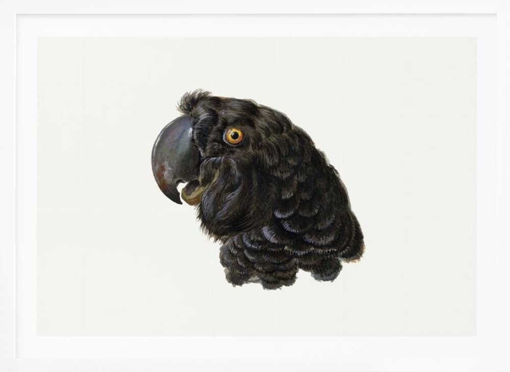 A framed vintage illustration of a black cockatoo's head in profile against a solid white background. The bird has detailed black feathers, a large dark beak, and a striking yellow-orange eye. The artwork is encased in a simple silver frame. Wall Art