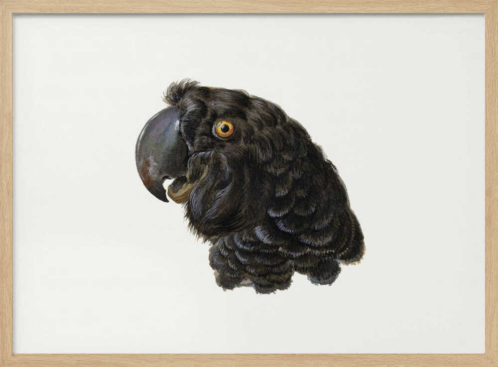 A framed vintage illustration of a black cockatoo's head in profile against a solid white background. The bird has detailed black feathers, a large dark beak, and a striking yellow-orange eye. The artwork is encased in a simple silver frame. Wall Art