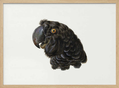 A framed vintage illustration of a black cockatoo's head in profile against a solid white background. The bird has detailed black feathers, a large dark beak, and a striking yellow-orange eye. The artwork is encased in a simple silver frame. Wall Art