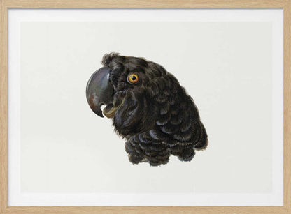 A framed vintage illustration of a black cockatoo's head in profile against a solid white background. The bird has detailed black feathers, a large dark beak, and a striking yellow-orange eye. The artwork is encased in a simple silver frame. Wall Art