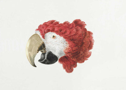 A vintage-style illustration of a red and white parrot's head in profile, set against a white background and enclosed in a silver frame. Print