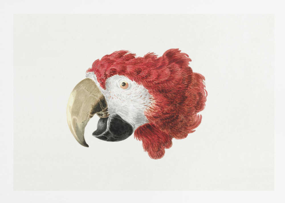 A vintage-style illustration of a red and white parrot's head in profile, set against a white background and enclosed in a silver frame. Print