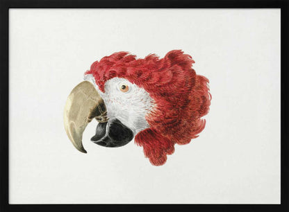 A vintage-style illustration of a red and white parrot's head in profile, set against a white background and enclosed in a silver frame. Print