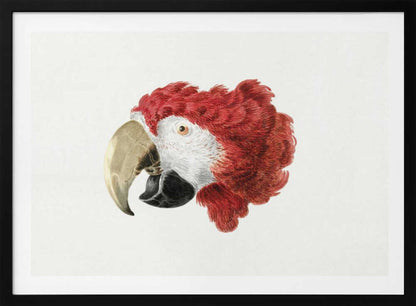 A vintage-style illustration of a red and white parrot's head in profile, set against a white background and enclosed in a silver frame. Print