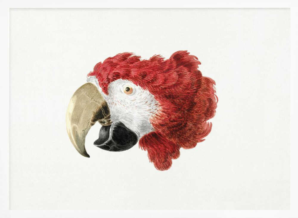 A vintage-style illustration of a red and white parrot's head in profile, set against a white background and enclosed in a silver frame. Print