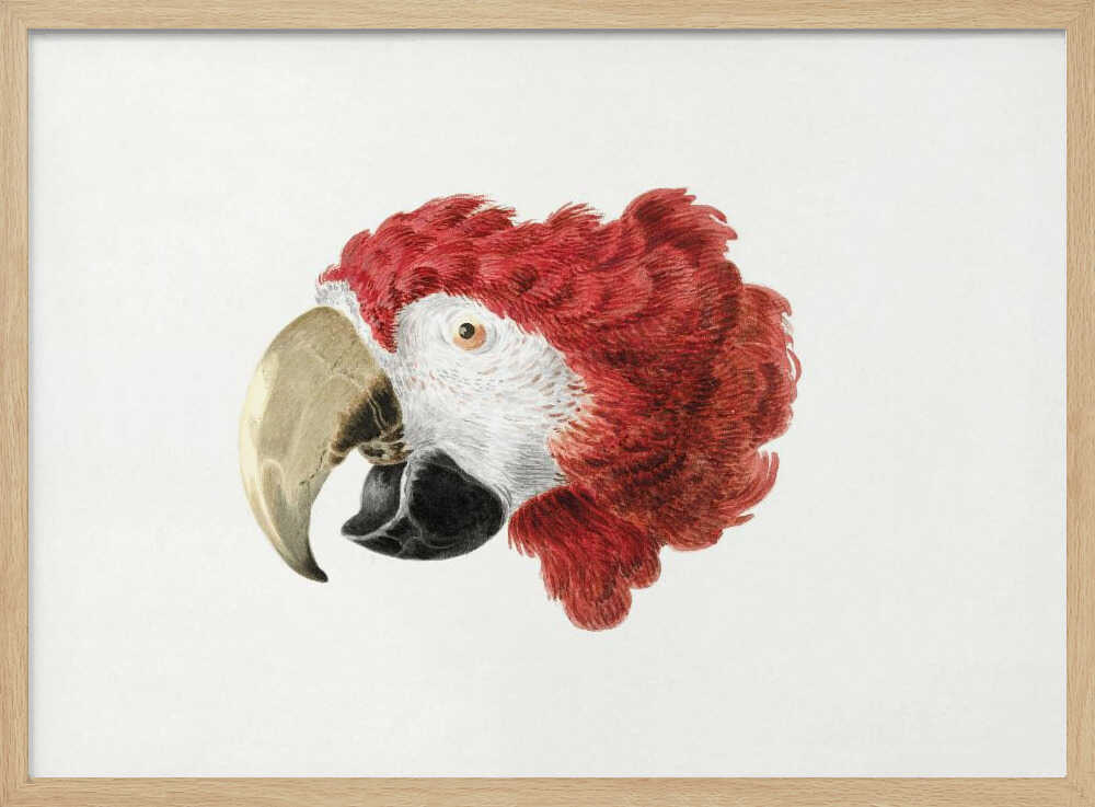 A vintage-style illustration of a red and white parrot's head in profile, set against a white background and enclosed in a silver frame. Print
