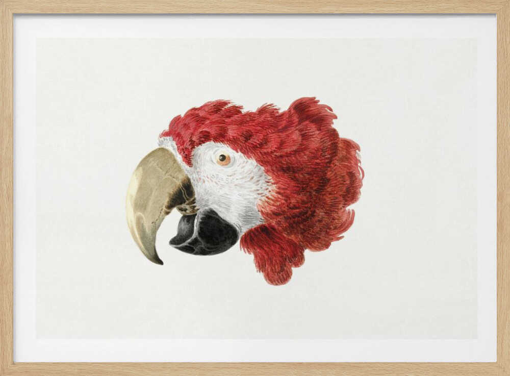 A vintage-style illustration of a red and white parrot's head in profile, set against a white background and enclosed in a silver frame. Print