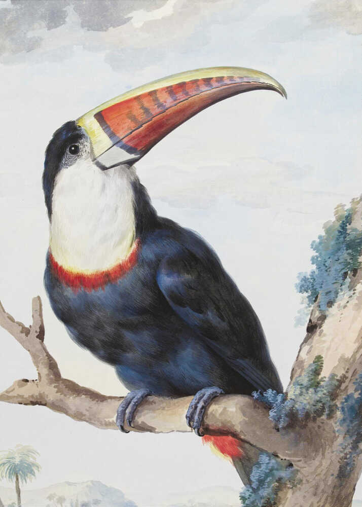 A vintage scientific illustration of a red-billed toucan perched on a tree branch, shown in profile. The bird has dark blue and black plumage, a white throat, and a massive, colorful beak with shades of red, orange, and yellow. The background features a pale, cloudy sky and a distant tropical landscape. Print