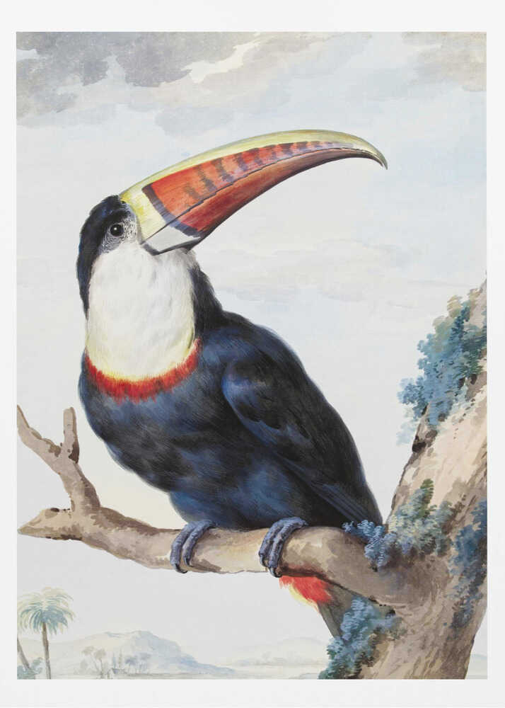 A vintage scientific illustration of a red-billed toucan perched on a tree branch, shown in profile. The bird has dark blue and black plumage, a white throat, and a massive, colorful beak with shades of red, orange, and yellow. The background features a pale, cloudy sky and a distant tropical landscape. Print