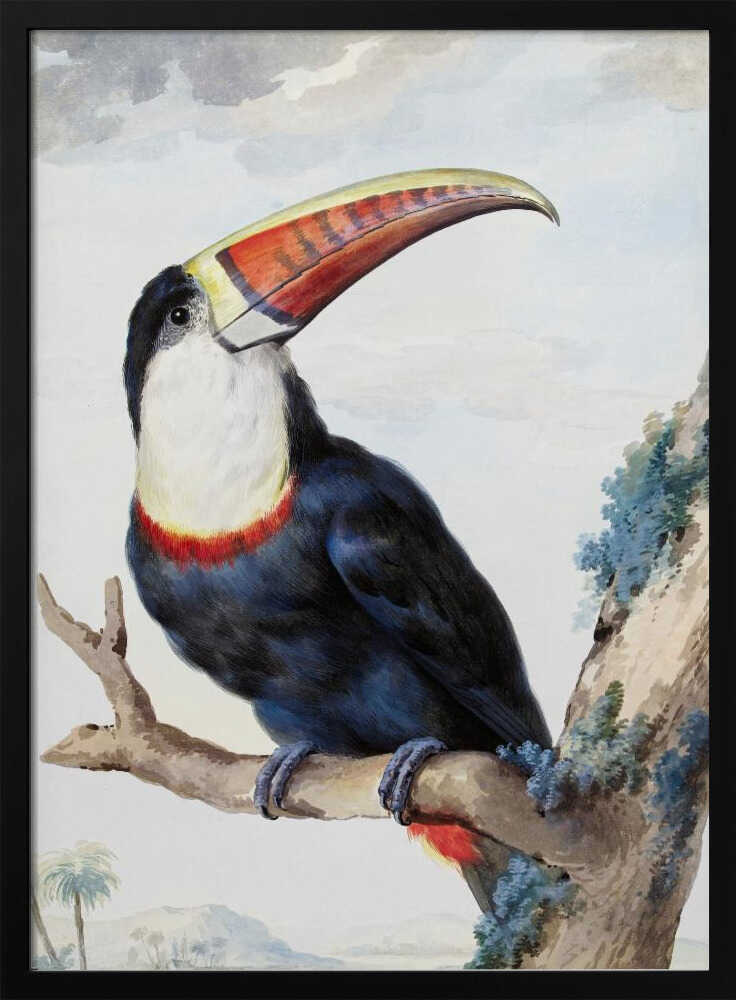 A vintage scientific illustration of a red-billed toucan perched on a tree branch, shown in profile. The bird has dark blue and black plumage, a white throat, and a massive, colorful beak with shades of red, orange, and yellow. The background features a pale, cloudy sky and a distant tropical landscape. Print