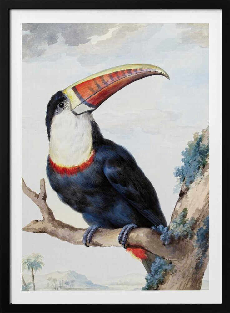 A vintage scientific illustration of a red-billed toucan perched on a tree branch, shown in profile. The bird has dark blue and black plumage, a white throat, and a massive, colorful beak with shades of red, orange, and yellow. The background features a pale, cloudy sky and a distant tropical landscape. Print