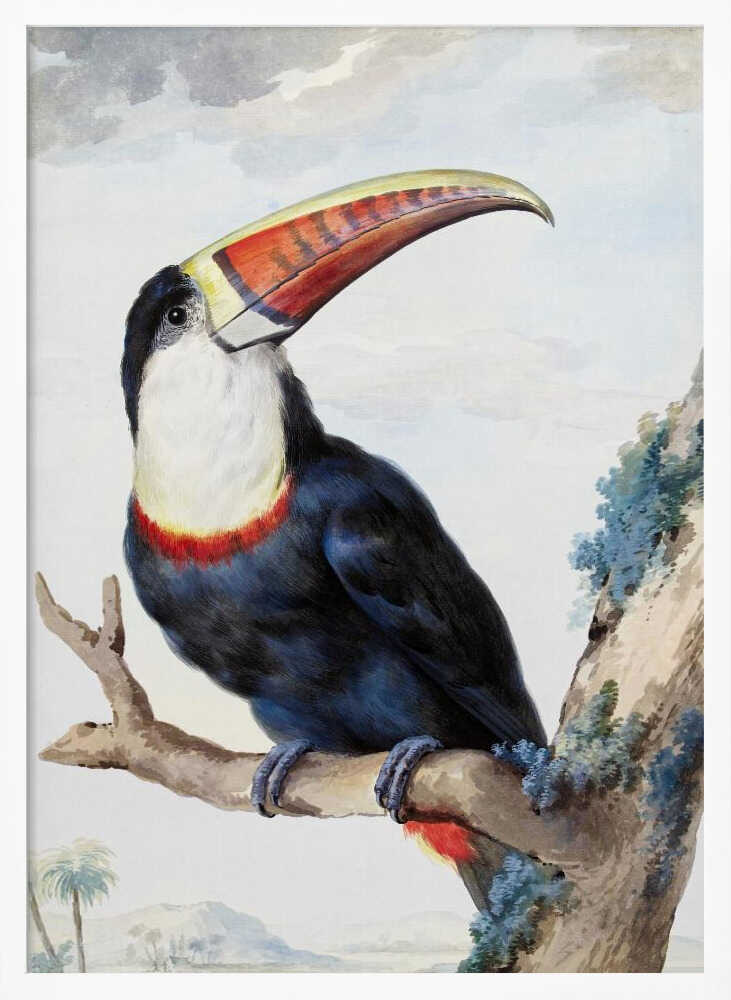 A vintage scientific illustration of a red-billed toucan perched on a tree branch, shown in profile. The bird has dark blue and black plumage, a white throat, and a massive, colorful beak with shades of red, orange, and yellow. The background features a pale, cloudy sky and a distant tropical landscape. Print