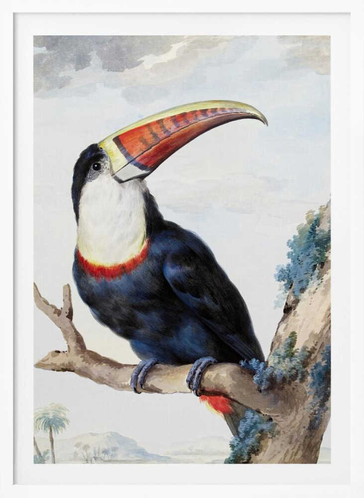 A vintage scientific illustration of a red-billed toucan perched on a tree branch, shown in profile. The bird has dark blue and black plumage, a white throat, and a massive, colorful beak with shades of red, orange, and yellow. The background features a pale, cloudy sky and a distant tropical landscape. Print
