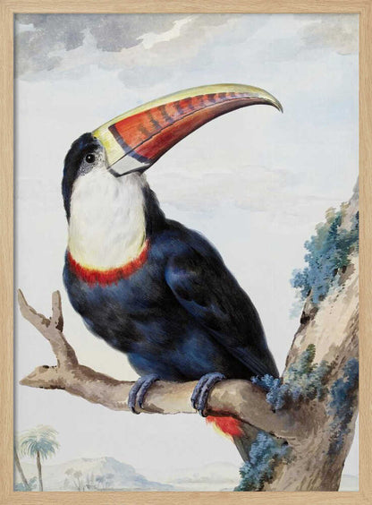 A vintage scientific illustration of a red-billed toucan perched on a tree branch, shown in profile. The bird has dark blue and black plumage, a white throat, and a massive, colorful beak with shades of red, orange, and yellow. The background features a pale, cloudy sky and a distant tropical landscape. Print