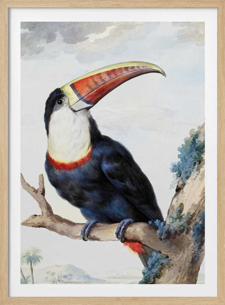 A vintage scientific illustration of a red-billed toucan perched on a tree branch, shown in profile. The bird has dark blue and black plumage, a white throat, and a massive, colorful beak with shades of red, orange, and yellow. The background features a pale, cloudy sky and a distant tropical landscape. Print