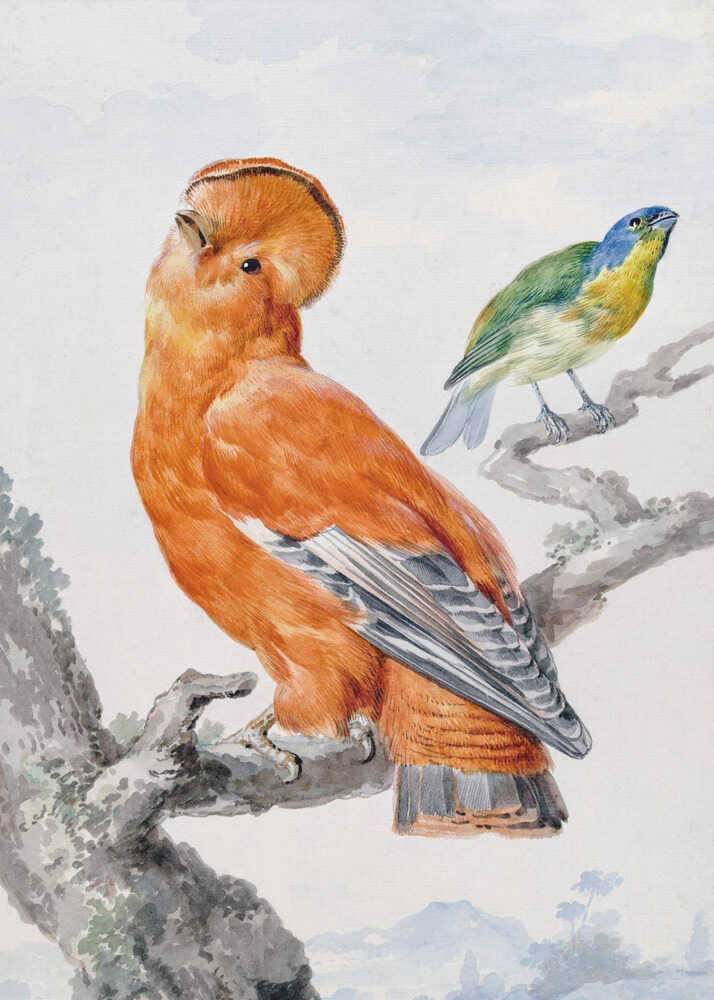 A vintage watercolor painting of two exotic birds on a tree branch. In the foreground, a large, vibrant orange Guianan cock-of-the-rock with a prominent crest looks upward. Behind it, a smaller Green Honeycreeper with a blue head and green feathers is perched. The background is a soft, muted landscape. Decor