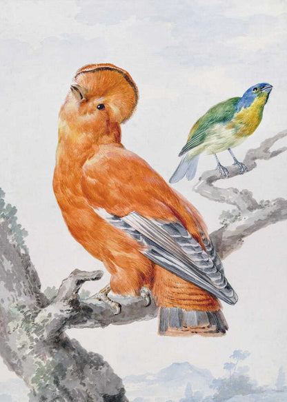 A vintage watercolor painting of two exotic birds on a tree branch. In the foreground, a large, vibrant orange Guianan cock-of-the-rock with a prominent crest looks upward. Behind it, a smaller Green Honeycreeper with a blue head and green feathers is perched. The background is a soft, muted landscape. Decor