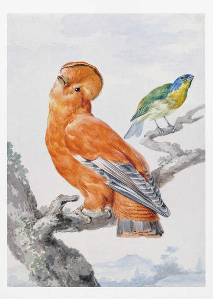 A vintage watercolor painting of two exotic birds on a tree branch. In the foreground, a large, vibrant orange Guianan cock-of-the-rock with a prominent crest looks upward. Behind it, a smaller Green Honeycreeper with a blue head and green feathers is perched. The background is a soft, muted landscape. Decor