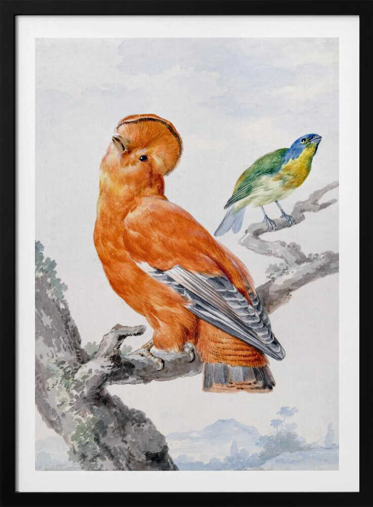 A vintage watercolor painting of two exotic birds on a tree branch. In the foreground, a large, vibrant orange Guianan cock-of-the-rock with a prominent crest looks upward. Behind it, a smaller Green Honeycreeper with a blue head and green feathers is perched. The background is a soft, muted landscape. Decor