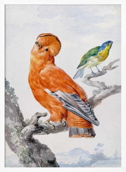 A vintage watercolor painting of two exotic birds on a tree branch. In the foreground, a large, vibrant orange Guianan cock-of-the-rock with a prominent crest looks upward. Behind it, a smaller Green Honeycreeper with a blue head and green feathers is perched. The background is a soft, muted landscape. Decor