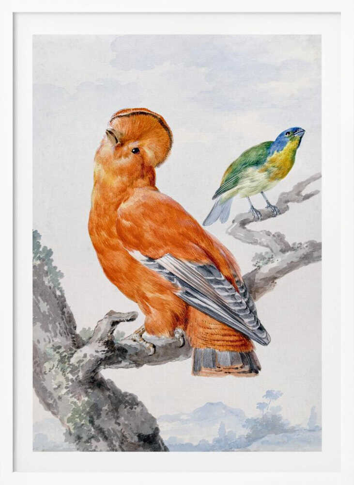 A vintage watercolor painting of two exotic birds on a tree branch. In the foreground, a large, vibrant orange Guianan cock-of-the-rock with a prominent crest looks upward. Behind it, a smaller Green Honeycreeper with a blue head and green feathers is perched. The background is a soft, muted landscape. Decor