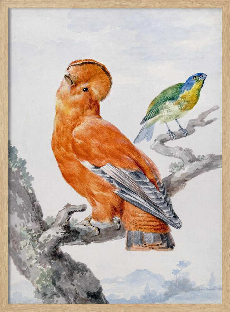 A vintage watercolor painting of two exotic birds on a tree branch. In the foreground, a large, vibrant orange Guianan cock-of-the-rock with a prominent crest looks upward. Behind it, a smaller Green Honeycreeper with a blue head and green feathers is perched. The background is a soft, muted landscape. Decor
