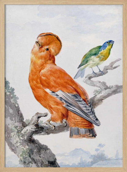 A vintage watercolor painting of two exotic birds on a tree branch. In the foreground, a large, vibrant orange Guianan cock-of-the-rock with a prominent crest looks upward. Behind it, a smaller Green Honeycreeper with a blue head and green feathers is perched. The background is a soft, muted landscape. Decor